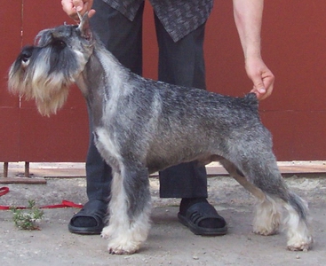 Аве Конкорд Елисей